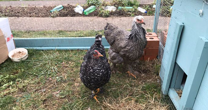 Un couple de poules lesbiennes fait le buzz sur Twitter.